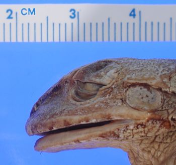 Media type: image; Herpetology A-1518